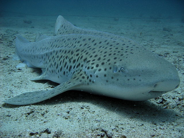 File:Stegostoma fasciatum thailand.jpg