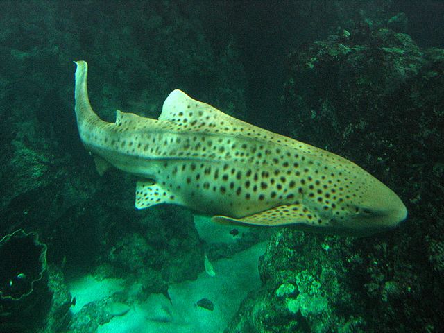 File:Oc&eacute;anopolis - les aquariums 010.JPG