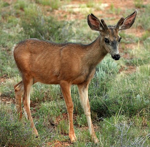 File:Young mule deer in Bryce NP.jpg