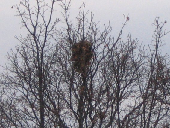 File:Drey2.jpg