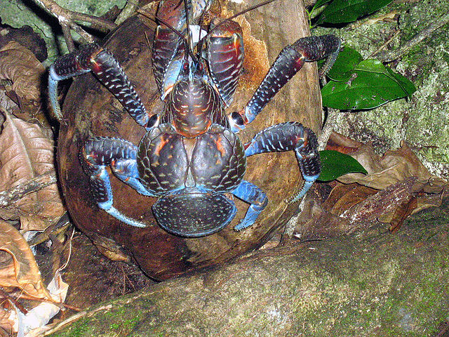 File:Birgus latro.jpg