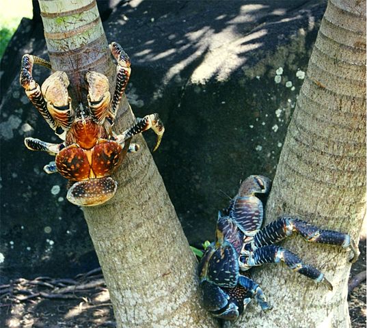 File:Birgus latro (Bora-Bora).jpg