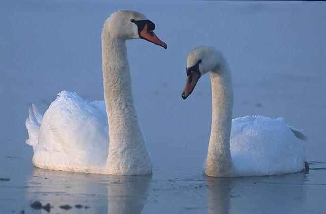 File:Cygnus olor 2 (Marek Szczepanek).jpg