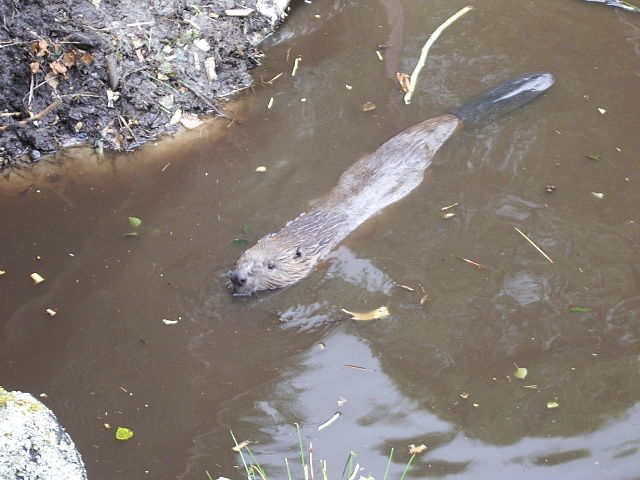 File:BeaverSwimming.JPG