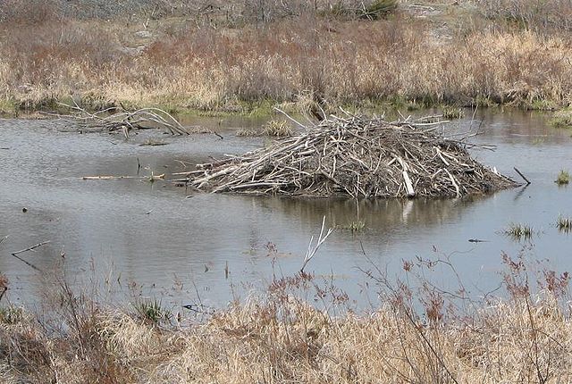 File:Beaverlodge.JPG