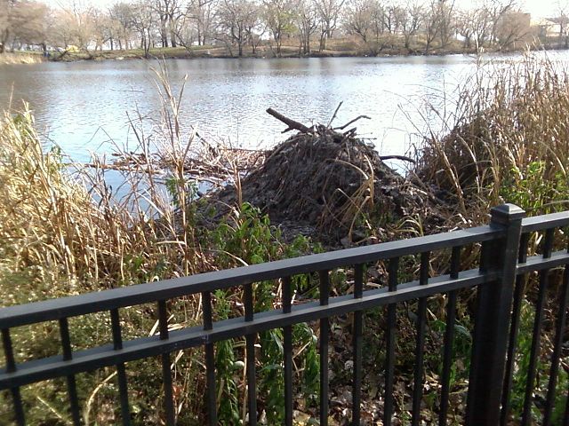 File:Lincoln Park North Pond Beaver Lodge Dec 4, 2009.jpg