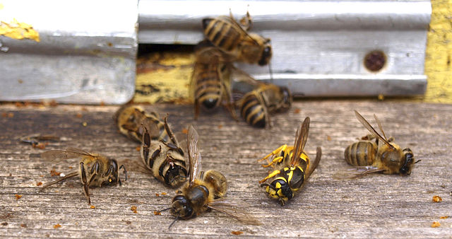 File:Wasp attack.jpg