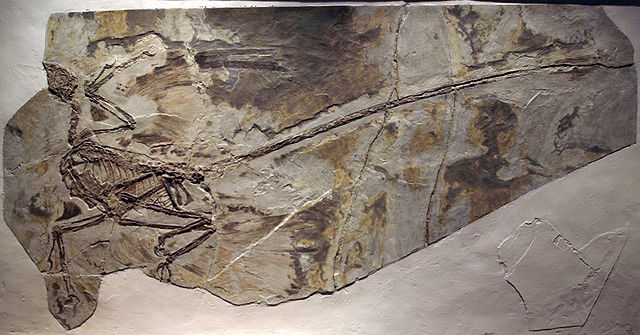 File:MicroraptorGui-PaleozoologicalMuseumOfChina-May23-08.jpg