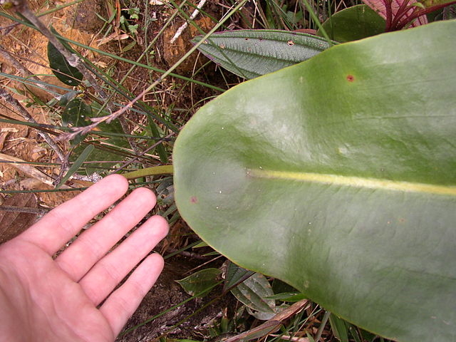 File:Nep rajah peltate.jpg