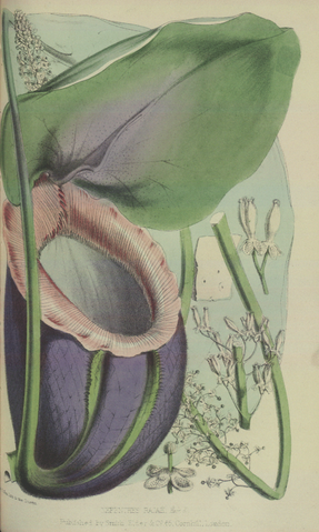 File:Nepenthes rajah Life in the forests of the Far East.png
