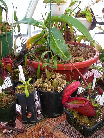 File:2005-12-18 N rajah 034.jpg