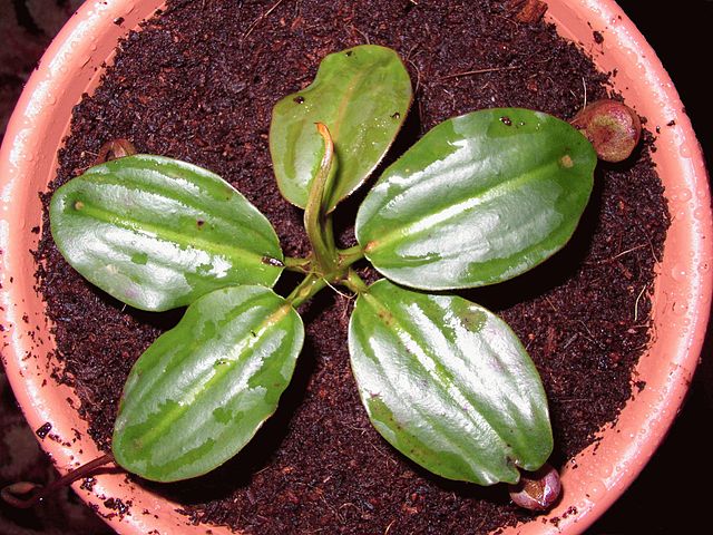 File:Nep rajah cultivated.jpg