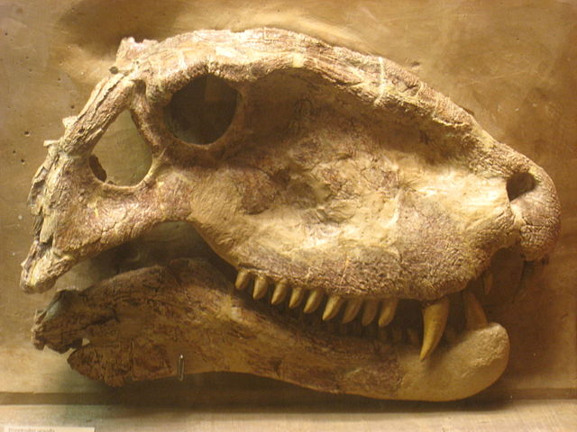 File:Dimetrodon grandis Exhibit Museum of Natural History.JPG