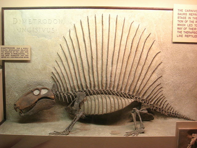 File:Dimetrodon incisivus Exhibit Museum of Natural History.JPG