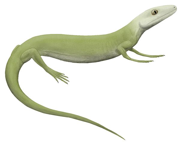 File:Protorothyris.jpg