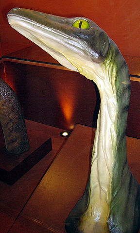 File:Troodon head neck NHM.jpg