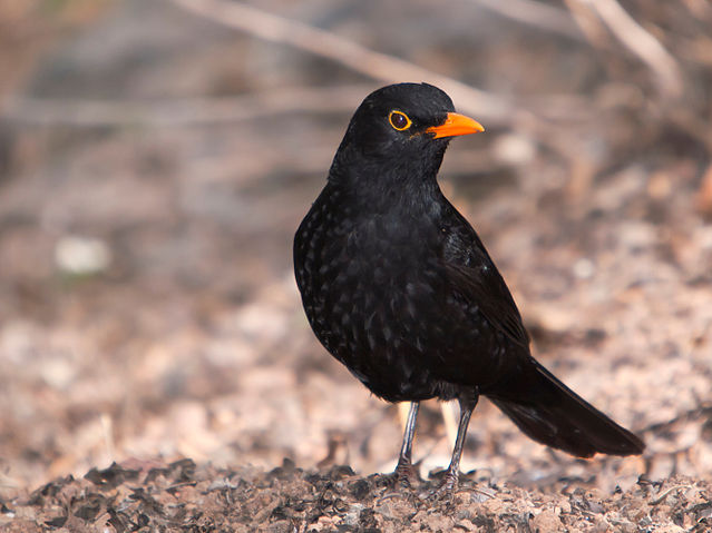 File:Turdus merula -Gran Canaria, Canary Islands, Spain-8 (2).jpg