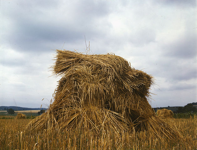 File:WheatPennsylvania1943.jpg