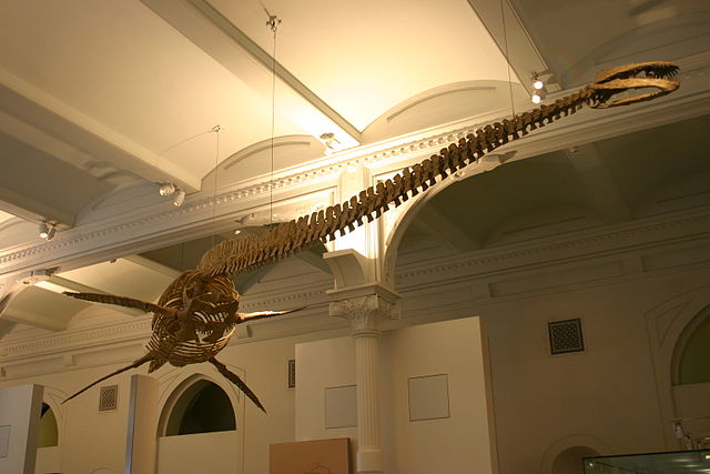 File:Thalassomedon.jpg