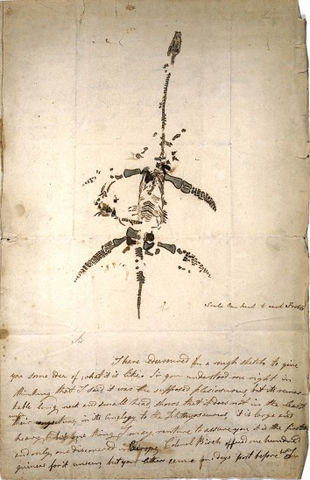 File:Mary Anning Plesiosaurus.jpg