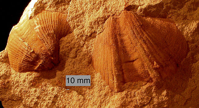 File:Syringothyris01.JPG