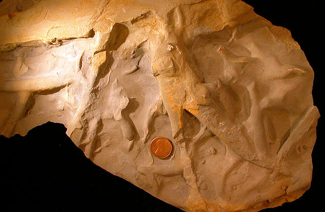 File:Palaeophycus01.JPG