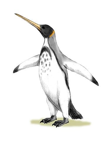 File:Icadyptes BW.jpg