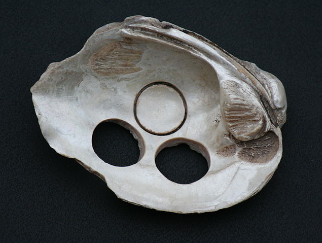 File:ButtonShell.jpg