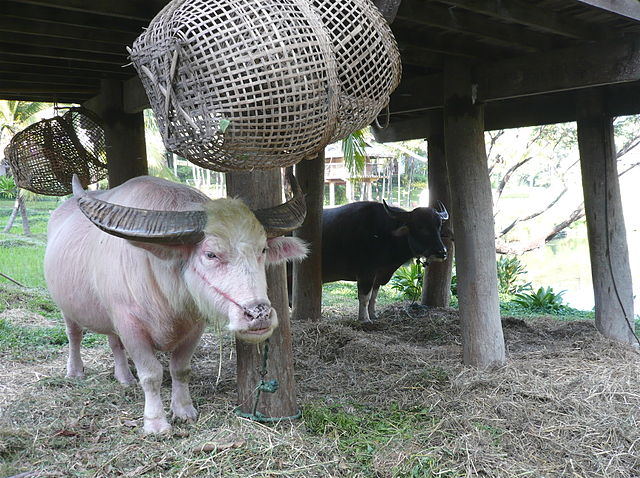 File:Albino Water Buffalo, Chiang Mai.jpg