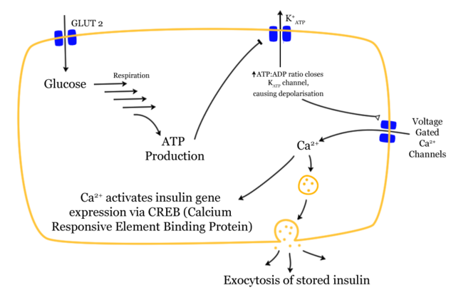 File:Glucose-insulin-release.png