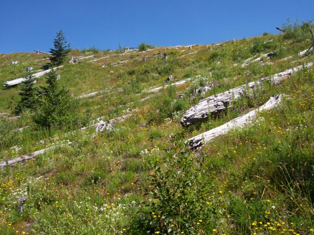 File:Mt st helens Johnston ridge 25 years later.jpg