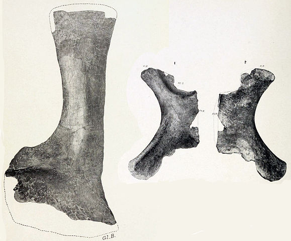 File:Alamosaurus.jpg