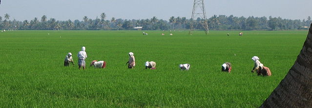 File:Paddy fields in India.jpg