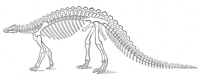 File:Scelidosaurus skeleton.jpg