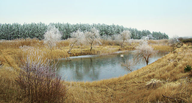 File:Staw naturalny.JPG