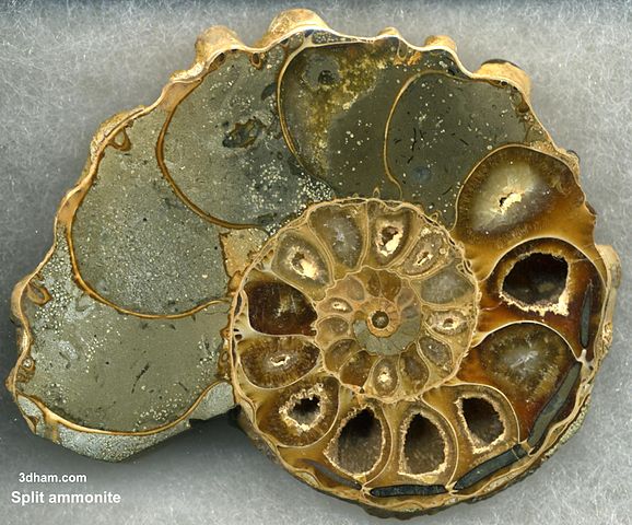 File:Ammoniteplit.jpg