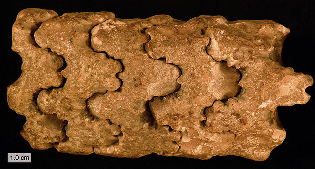 File:BaculitidArticulated.jpg