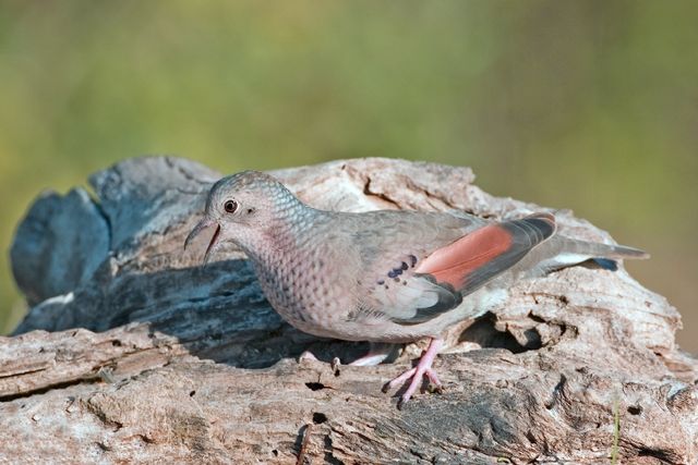 File:Columbina passerina.jpg
