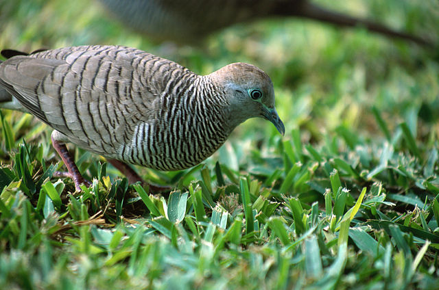 File:Geopelia striata NBII.jpg