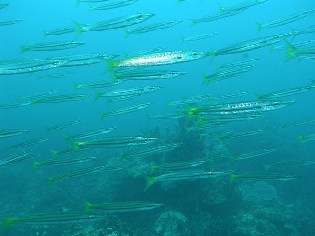 File:Sphyraena flavicauda.JPG