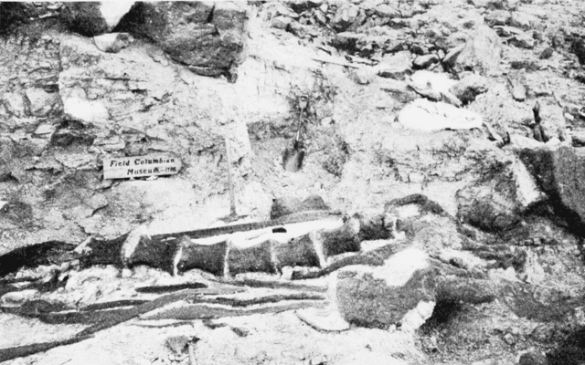 File:PSM V67 D572 Fossil bones of the great brachiosaurus altithorax.png