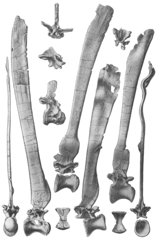 File:Spinosaurus vertebrae.png
