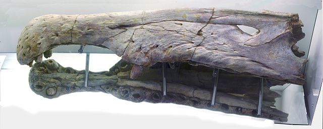 File:Spinocombo.jpg