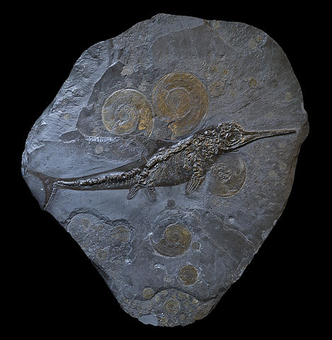 File:Harpoceras & Ichtyosaure (p).jpg