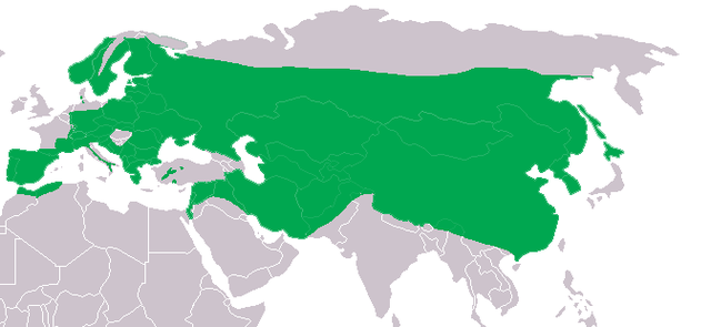 File:Bubu bubo dis.png