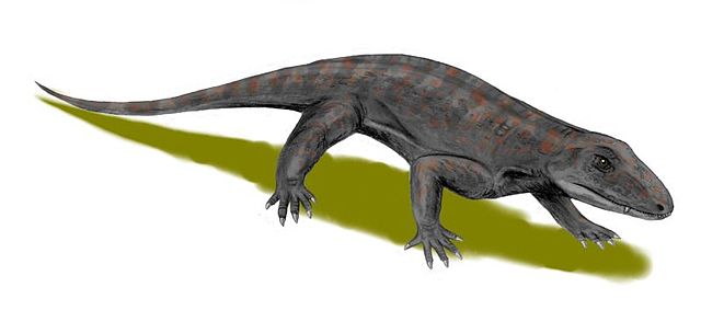 File:Varanops BW.jpg