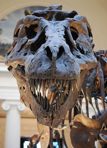 File:Sue TRex Skull Full Frontal.JPG