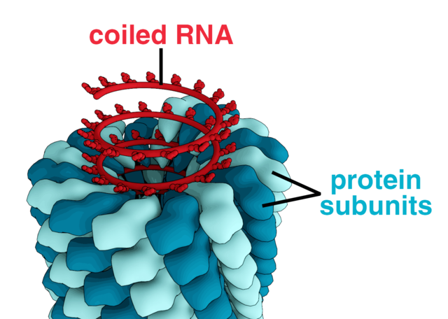 File:TMV structure simple.png