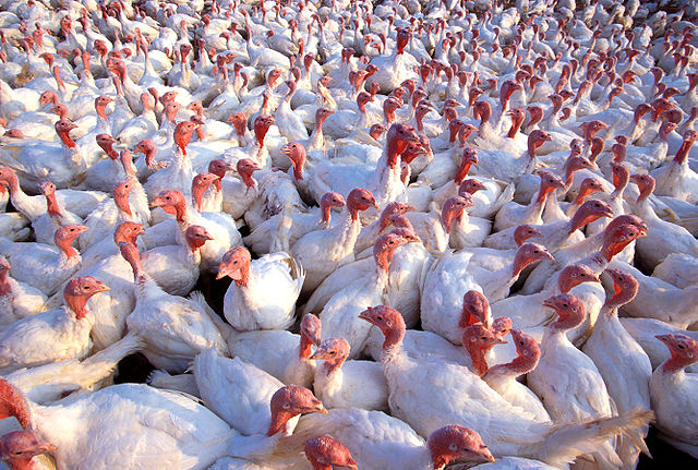 File:Turkeys.jpg