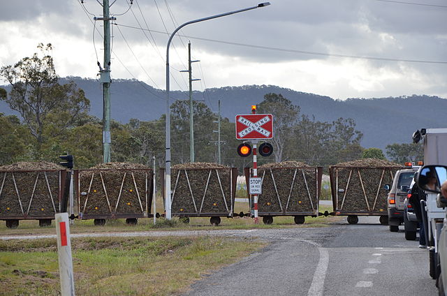 File:Cane Train.jpg